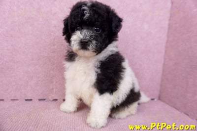 07/10迷你型花貴賓母幼犬2號(台南中西)8