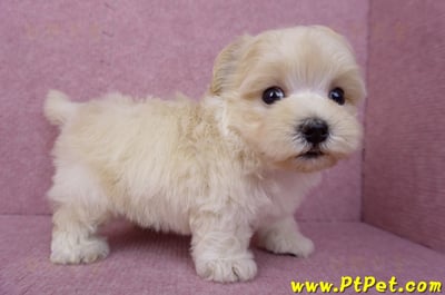 08/02奶油色馬爾泰迪公幼犬(桃園龍潭)6