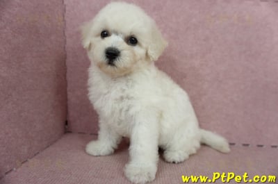 05/20比熊犬母幼犬(桃園楊梅)12