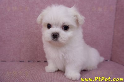 06/26迷你型馬爾濟斯公幼犬1號(台北南港)10