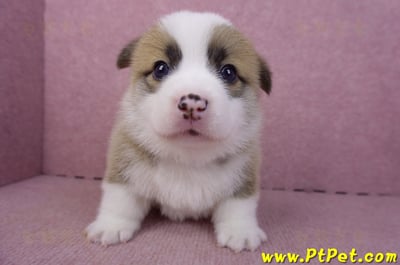 02/11雙色柯基犬公幼犬1