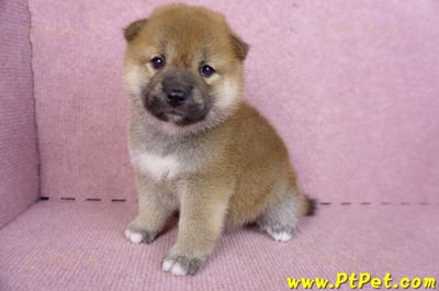 09/21赤色柴犬母幼犬2號(新竹)6