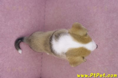 08/29雙色柯基犬母幼犬1號11