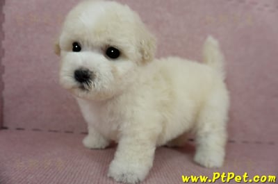 03/11比熊犬公幼犬2號(桃園蘆竹)1