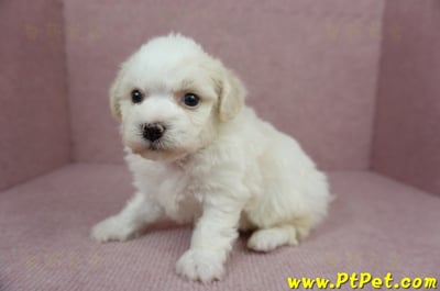 01/12比熊犬公幼犬3號(新北林口)6