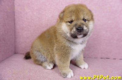 02/06赤色柴犬母幼犬1號3