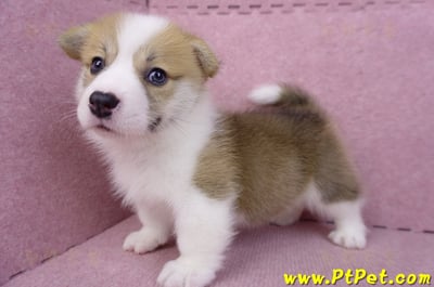 08/03雙色柯基犬公幼犬1號(高雄大樹)12