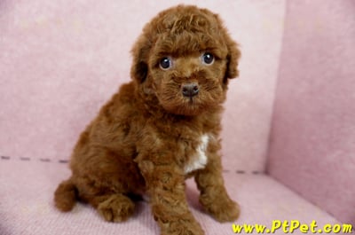 04/15玩具型紅貴賓公幼犬3號(屏東崁頂)7