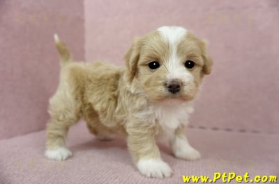 02/07奶油色馬爾泰迪母幼犬(嘉義東區)6