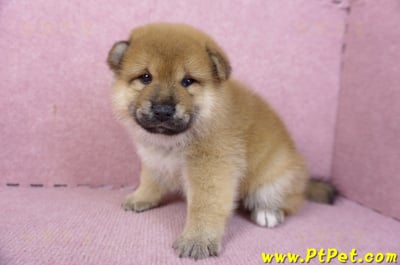 01/16赤色柴犬公幼犬5