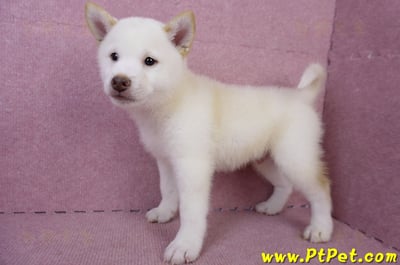 06/14白色柴犬公幼犬(台中北區)9