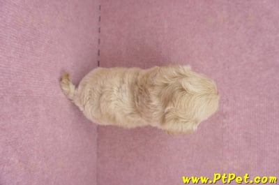 06/15奶油色馬爾泰迪母幼犬1號(屏東市)9