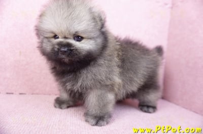 02/10棕色松鼠博美公幼犬(高雄楠梓)10