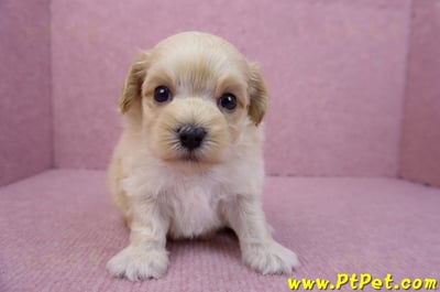 08/02奶油色馬爾泰迪公幼犬1號(花蓮吉安)3