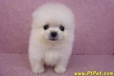 07/23迷你型松鼠白博美公幼犬(新竹香山)2