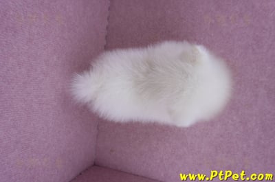 06/23迷你型松鼠白博美公幼犬(新北板橋)11