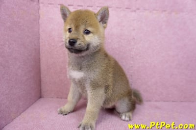 07/11赤色柴犬母幼犬(台南東區)10