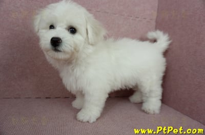 12/01比熊犬母幼犬(基隆中山)10