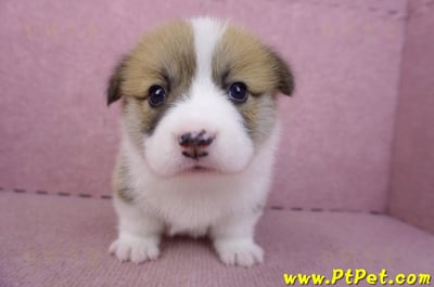 03/14雙色柯基犬母幼犬1號3