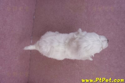 02/14比熊犬公幼犬1號(彰化大村)7