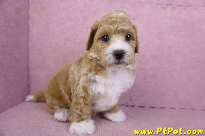 09/12泰迪比熊母幼犬1號(嘉義市)3