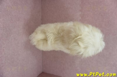 01/10奶油色馬爾泰迪公幼犬(花蓮壽豐)15