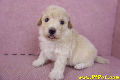 09/23泰迪比熊公幼犬1號(高雄鳳山)6