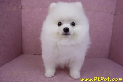 10/11松鼠白博美公幼犬(richmond BC Canada)2