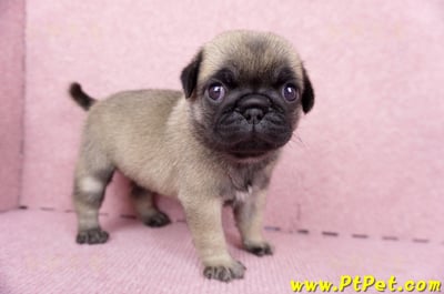 06/23巴哥母幼犬1號(新竹東區)4