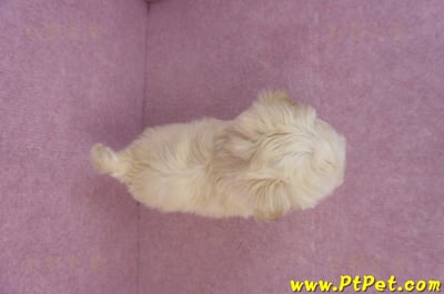 11/23馬爾泰迪母幼犬2號(南投草屯)11