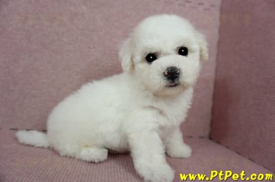 03/11比熊犬母幼犬(嘉義)9