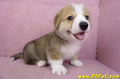08/29雙色柯基犬公幼犬4