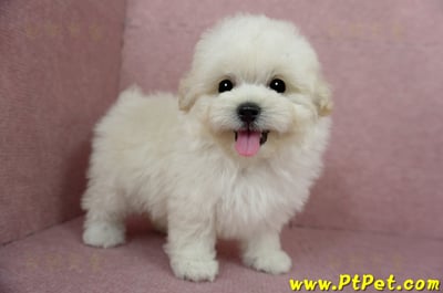 03/31奶油色馬爾泰迪母幼犬(桃園蘆竹)6