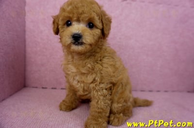 02/11紅貴賓公幼犬10