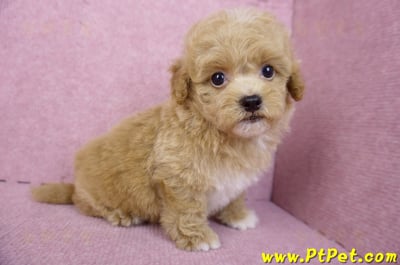 08/12泰迪比熊母幼犬2號(桃園龜山)5