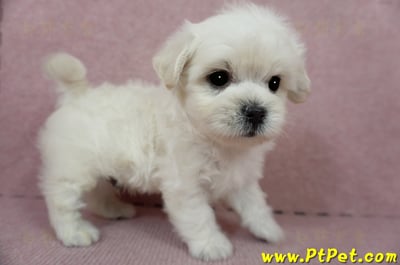 01/10奶白色馬爾泰迪公幼犬3號(屏東萬丹)11