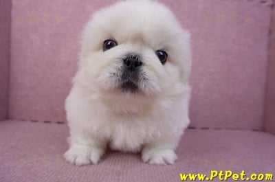 12/17北京狗公幼犬1號(新北三重)2