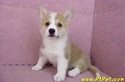 10/13雙色柯基犬母幼犬(雲林古坑)9