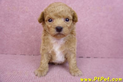 08/12泰迪比熊母幼犬4號(台北松山)1