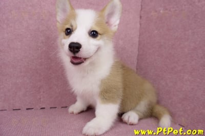 05/27雙色柯基犬公幼犬1號(台北大安)12