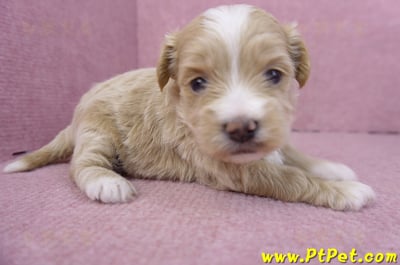 01/30馬爾泰迪公幼犬2號2