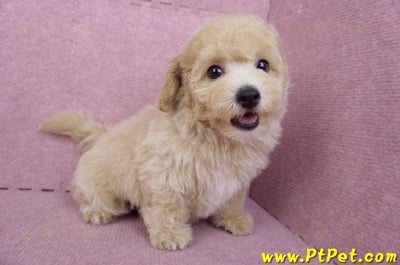 08/14泰迪比熊公幼犬4號(台中南區)8