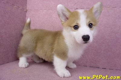 11/30雙色柯基犬公幼犬2號(高雄鳳山)6