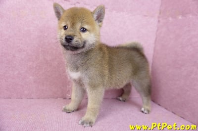 07/11赤色柴犬母幼犬(台南東區)7