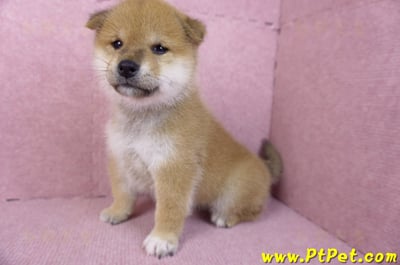 12/10赤色柴犬公幼犬(屏東萬丹)9