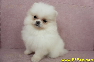 02/11迷你型松鼠白博美公幼犬(屏東里港)8