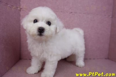 02/14比熊犬母幼犬10