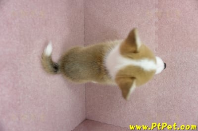 02/09雙色柯基犬公幼犬(新竹)14