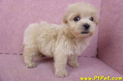 10/13馬爾泰迪公幼犬2號(高雄)7