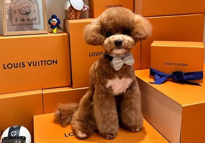 泰迪比熊(泰迪熊)介紹5